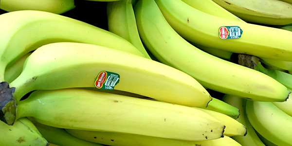 Are Banana Monocultures a Warning from Mother Nature?