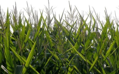 GMO Labeling Debate Rages On